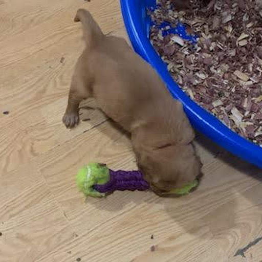 Pups1